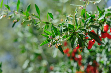 Wall Mural - Goji berry fruits and plants in sunshine garden