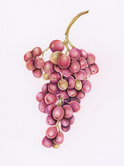 Canvas Print - Hand drawn grapes illustration 