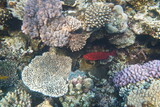 Fototapeta Do akwarium - Underwater view of the coral reef. Life in the ocean. School of fish. Coral reef and tropical fish in the Red Sea, Egypt. world ocean wildlife landscape.