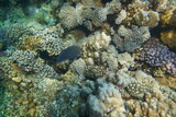 Fototapeta Do akwarium - Underwater view of the coral reef. Life in the ocean. School of fish. Coral reef and tropical fish in the Red Sea, Egypt. world ocean wildlife landscape.