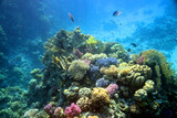 Fototapeta Fototapety do akwarium - Underwater view of the coral reef. Life in the ocean. School of fish. Coral reef and tropical fish in the Red Sea, Egypt. world ocean wildlife landscape.