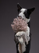 the dog holding flowers . Happy Border Collie on a grey background in studio. holiday pet