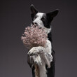 the dog holding flowers . Happy Border Collie on a grey background in studio. holiday pet