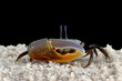© RooM The Agency - Close-up of a Fiddler crab on black background