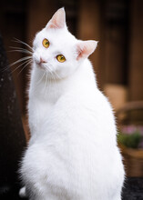 Portrait Of A White Cat