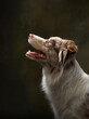 Happy dog with open mouth. expressive marble Border Collie. funny pet in studio 