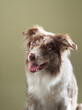 Happy dog with open mouth. expressive marble Border Collie. funny pet in studio 