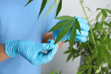 Wall Mural - Doctor near fresh hemp plant on white background, closeup. Medical cannabis