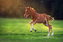 Cute Red Foal Run Gallop On Green Pasture At Sunrise