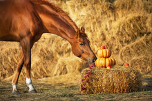Red Horse Portrait With Autumn Harvest Pumpkins