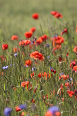 Wall Mural - field of poppies