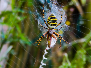 Sticker - Closeup shot of a yellow striped spider on the web