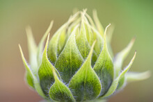 Closeup Shot Of Green Sunflower Bud With Twig And Leaves