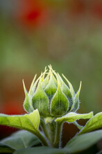 Vertical Shot Of Green Sunflower Bud With Twig And Le
