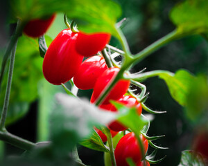 Canvas Print - Closeup of vegetables with the blurred background