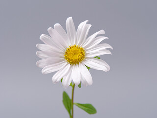 Wall Mural - white beautiful field chamomile on a gray background