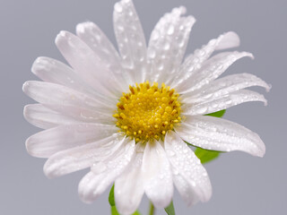 Wall Mural - white beautiful field chamomile on a gray background