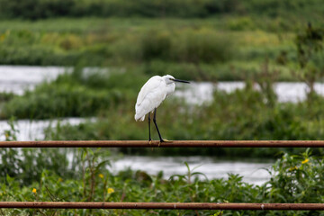 Sticker - White egret in a nature