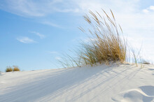 A Patch Of Tall Dry Grass With Ears Is Blown By The Wind At The Top Of A White Sand Dune