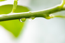 Dew From Rain Drops On Green Branch Of The Tree, Freshness After Rainy