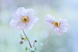 Fototapeta Kwiaty - Anemony , zawilce wiosenne kwiaty