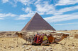 Camels resting in front of the pyramid