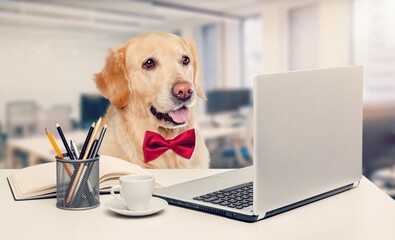 Sticker - Portrait of a happy dog office worker looking at the laptop.