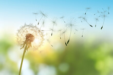 Beautiful Fluffy Dandelion And Flying Seeds Outdoors On Sunny Day
