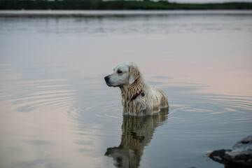 Poster - View of a cute and wet golden retriever standing in water and looking