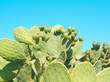 Layout of  prickly pear cactus with green fruits on blue sky background. Green opuntia cactus (ficus indica, Indian fig opuntia), flat pads leaves. Layout, copy space for text. Balearic Islands, Spain