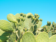 Layout Of  Prickly Pear Cactus With Green Fruits On Blue Sky Background. Green Opuntia Cactus (ficus Indica, Indian Fig Opuntia), Flat Pads Leaves. Layout, Copy Space For Text. Balearic Islands, Spain