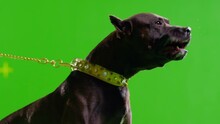 3K Real Black Pit Bull Dog Barking. Green Screen Chroma Key. Close Up. Slow Motion. 
Shot On RED EPIC Cinema Camera.