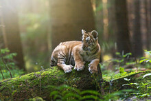 Bengal Tiger Cub Is Posing On Tree Trunk In The Forest. Horizontally. 