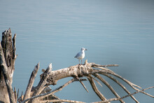 Seagull Perched On A Tree Trunk With Many Branches Dry And Dead On A Lake With Blue Water