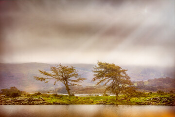 Wall Mural - Sun rays falling through foggy clouds on growing vegetation in a countryside