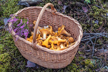 Wicker Basket With Picked Chanterelle Mushrooms And Branch Of Blooming Heather In The Forest