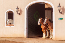 Two Clydesdale Horses Staying Near The Stable