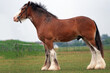 Big and huge clydesdale horse stay in the field