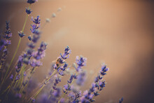 Bee On Lavender Flower