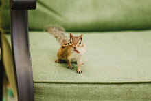 Brown Squirrel On A Couch