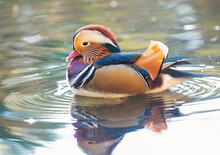 Mandarin Duck On Water