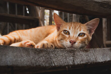 Orange Tabby Cat Lying On Dark Concrete Floor