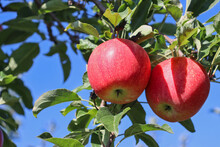 Close-up Of Two Gala Apples On Tree In Apple Orchard Ripe For Picking.