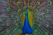 Portrait Of Blue And Green Peacock