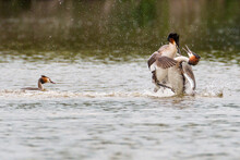 Two Great Crested Grebe Males At Spring Time Fighting For Female