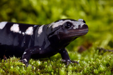 Poster - Marbled salamander // Marmor-Querzahnmolch, Gebänderter Querzahnmolch (Ambystoma opacum)