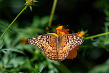 Euptoieta Claudia Or Variegated Fritillary In The Late Summer Sun. It Is A North And South American Butterfly In The Family Nymphalidae. 