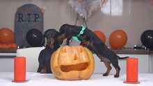 Cute Puppy With Bow Tie Made Pumpkin Jack-o-lantern For Halloween Party, Adult Dachshund Dog Jumps On Chair To Check Work Of Junior. Apartment Is Decorated With Candles And Balloons For Celebration.