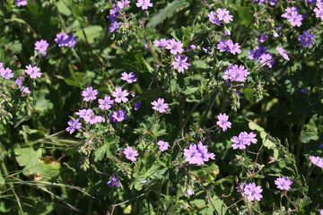 Poster - Blooming Thyme flowers in the garden