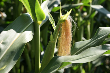 Poster - Corn plant with fruits in the farm field